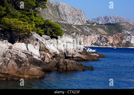 Pino di Aleppo isola di Lokrum Dubrovnik Dalmazia Croazia Foto Stock