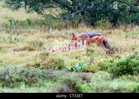 Nero-backed jackal alimentazione su un springbok, Sud Africa Foto Stock