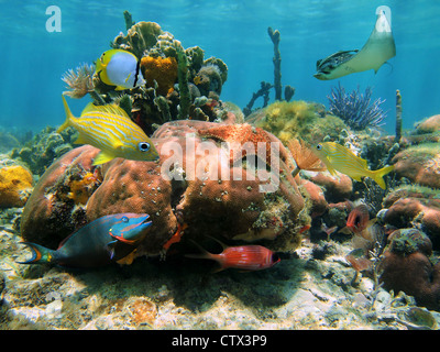 Barriera Corallina con una stella di mare, un raggio di aquila chiazzato e colorati pesci tropicali, Mar dei Caraibi Foto Stock