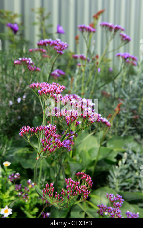 Limonium / perenne Statice blu (Limonium perezii) piante in fiore. Noto anche come Perez nel mare della lavanda. Popolare di fiori da taglio. Foto Stock