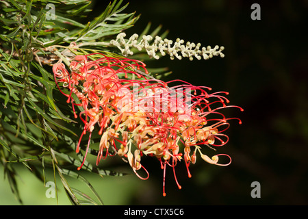 Rosso e al giallo dei fiori e boccioli di un australiano nativo di cultivar di Grevillea 'Superb' Foto Stock