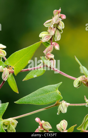 Nero centinodia Fallopia convolvulus (Poligonacee) Foto Stock