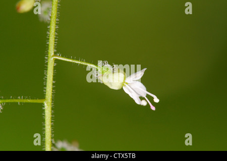 Incantatore'S-NIGHTSHADE Circaea lutetiana (Onograceae) Foto Stock