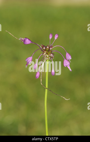 Keeled aglio Allium carinatum Foto Stock