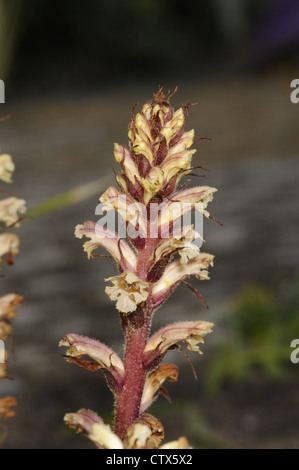 IVY Succhiamele prataiolo Orobanche hederae (Orobanchaceae) Foto Stock