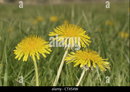 Comune di tarassaco Taraxacum officinale agg. (Asteraceae) Foto Stock