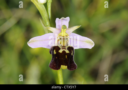 Fine di spider-ORCHID Ophrys fuciflora Foto Stock