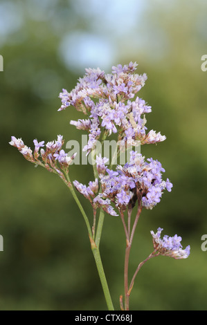 Mare COMUNE-LAVENDER Limonium vulgare (Plumbaginaceae) Foto Stock