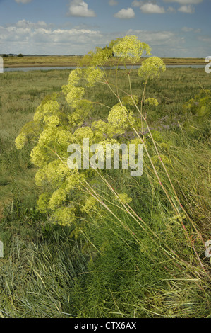 Il Porco di finocchio Peucedanum officinale (Apiaceae) Foto Stock