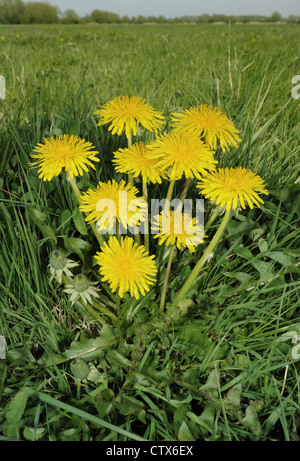 Comune di tarassaco Taraxacum officinale agg. (Asteraceae) Foto Stock