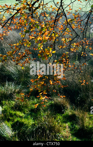 Faggio con foglie autunno Poynton cheshire england Foto Stock