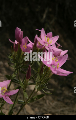 Immagine: Steve gara - Il comune o Unione Centaury (Centaurium erythraea) in Catalogna, Spagna. Foto Stock