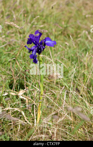 Iris latifolia (Inglese Iris), vicino al Pic du Midi d' Ossau, nel Parco Nazionale dei Pirenei (Pirenei occidentali - Francia). Foto Stock