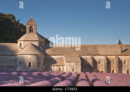 La lavanda di fronte all'Abbaye de Senanque in Provenza Foto Stock