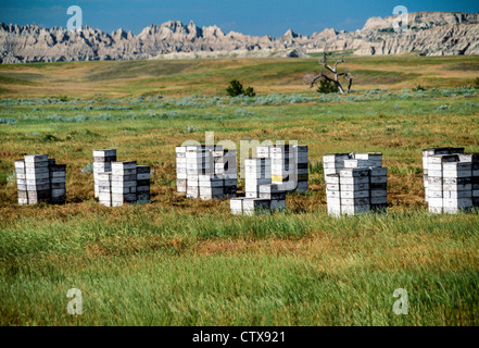 L'apicoltura apiari permettono la raccolta del miele Foto Stock