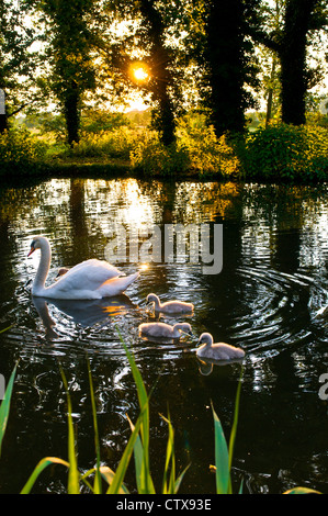 SWAN CYGNETS RIVER WEY SPRING Pen Swan e cygnets in fondo al giardino su una calma National Trust River Wey al tramonto Surrey Inghilterra Regno Unito Foto Stock