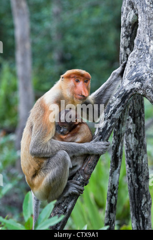 Proboscide femmina di scimmia (Nasalis larvatus) con baby Sabah Borneo. Foto Stock