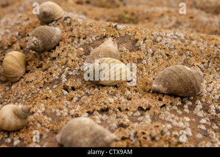 Una roccia coperta con le chiocciole e cirripedi. Foto Stock