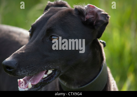 Lurcher nero con bocca aperta avente un resto. Foto Stock