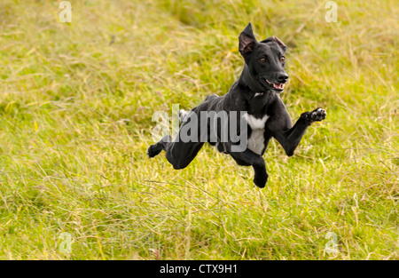 Cane che corre in un campo di erba con tutte e quattro le zampe dal suolo, il cane è un lurcher (incrocio tra un levriero ed un whippet). Foto Stock