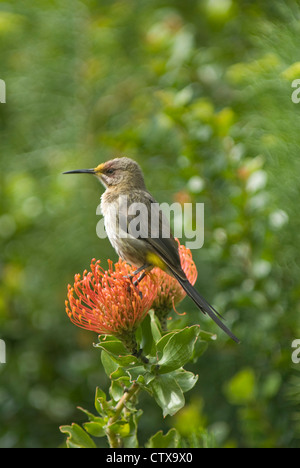 Cape Sugarbird (Promerops cafer) su un fiore nei Giardini Botanici di Kirstenbosch, Sud Africa Foto Stock