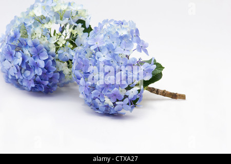 Ortensie blu su sfondo bianco Foto Stock