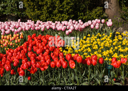 Giardino primaverile con tulipani e Daffodils, Narcissus 'ALLIANCE' in Keukenhof Gardens, Sud Olanda, Paesi Bassi. Foto Stock