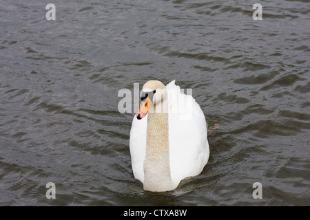 Mute Swan, Cygnus olor, nel villaggio di Marken in Nord Olanda, Paesi Bassi. Foto Stock