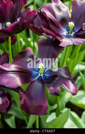 Tulip, Tulipa 'CAFE NOIR', nei Giardini Keukenhof nei Paesi Bassi. Foto Stock