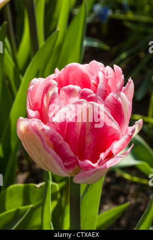 Double Early Tulip - Tulipa 'FOXTROT' nei Giardini di Keukenhof, Sud Olanda, Paesi Bassi. Foto Stock