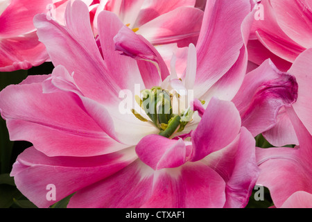 Double Late Tulip, Tulipa 'GRANDA' nei Giardini di Keukenhof, Sud Olanda, Paesi Bassi. Foto Stock