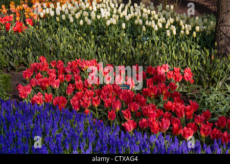 Double Early Tulip, Tulipa 'HOLLAND BABY' e muscari viola nei Giardini di Keukenhof, Sud Olanda, Paesi Bassi. Foto Stock