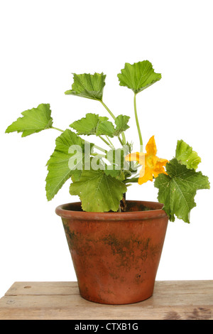 Fioritura di zucchine impianto vegetale in una pentola di terracotta su una panca in legno Foto Stock