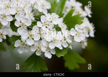 Crataegus monogyna blossom. Biancospino fiorisce in primavera. Foto Stock