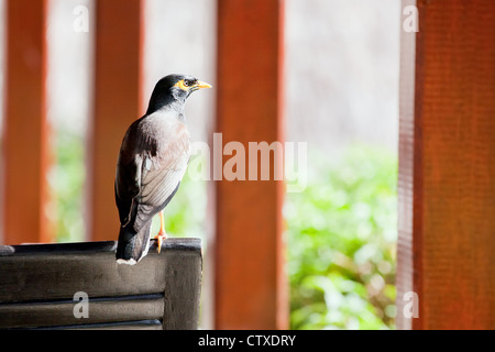 Comune Myna indiano, Acridotheres tristis Foto Stock