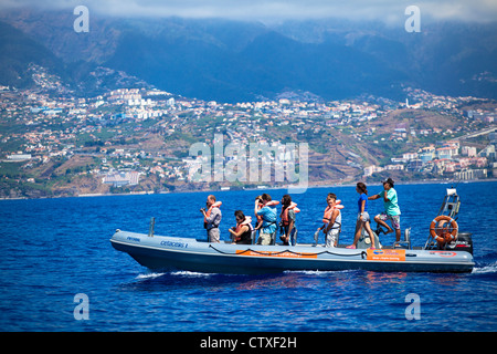 Whale watching Madeira, Portogallo Foto Stock