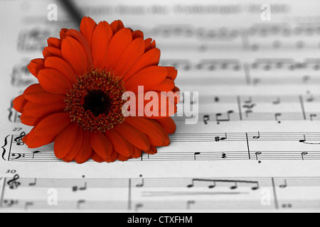 Perfetto rosso fiore di Gerbera Closeup isolati su sfondo bianco Foto Stock