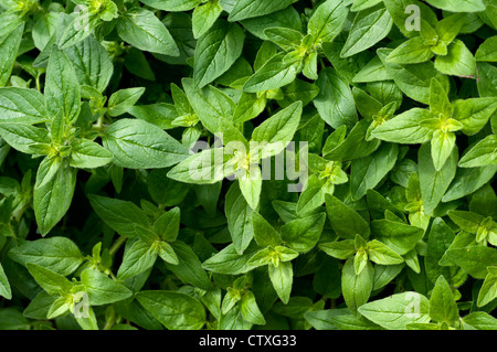 La maggiorana, Origanum majorana (o maggiorana hortensis) Foto Stock