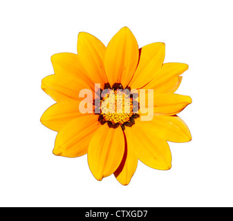 Gazania - fiore giallo Testa, isolato su uno sfondo bianco. Foto Stock