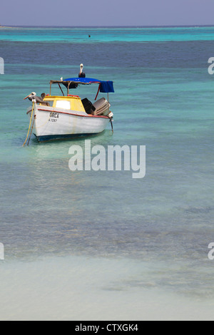 Pellicani su una barca da pesca nel Mar dei Caraibi Foto Stock