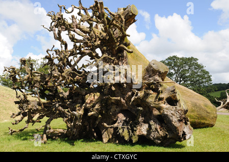 Ghost alberi forestali presso i Giardini Botanici Nazionali del Galles Llanarthney Galles Cymru REGNO UNITO GB Foto Stock