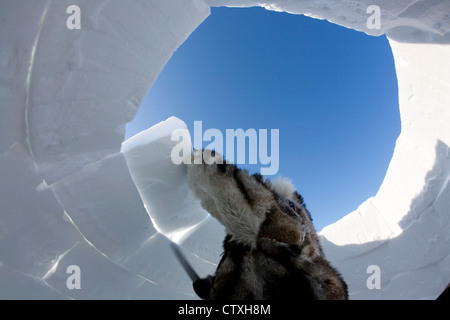 Costruzione di un iglo sul polo nord Foto Stock