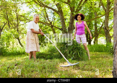 Old Lady di accatastamento freschi erba rasata come cibo per animali Foto Stock