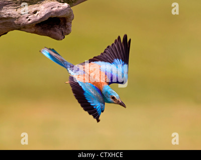 Rullo europee battenti fuori del nido Foto Stock