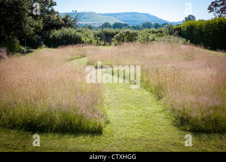 Contra jour illuminazione attraverso un prato lasciato crescere erbe naturali con percorsi attraverso il taglio di interesse Giardino Foto Stock