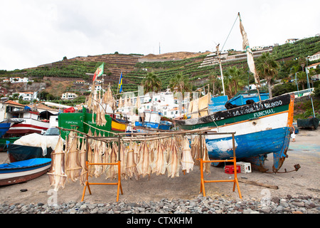 Merluzzo essiccamento Camara de Lobos Harbour village Madeira Portogallo Foto Stock