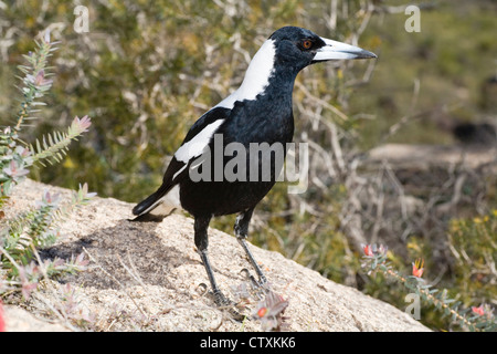 Un australiano gazza (Gymnorhina tibicen) su una roccia di granito in bush Australiana Foto Stock