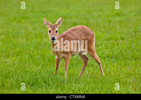 Maschio acqua cinese Deer Foto Stock