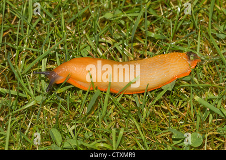 Rosso Grande Slug (Arion ater) Foto Stock
