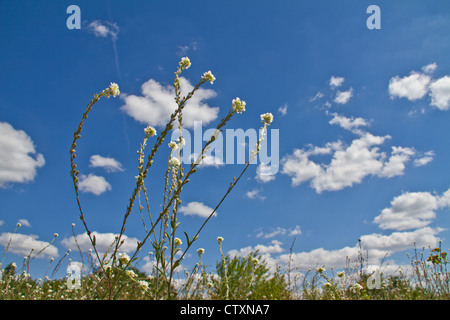 Sprinq fiori di campo in cielo blu Foto Stock